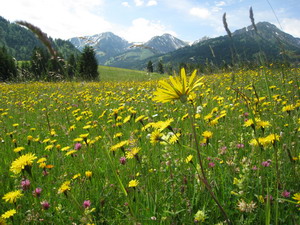 Das Allgäu blüht in allen Farben.