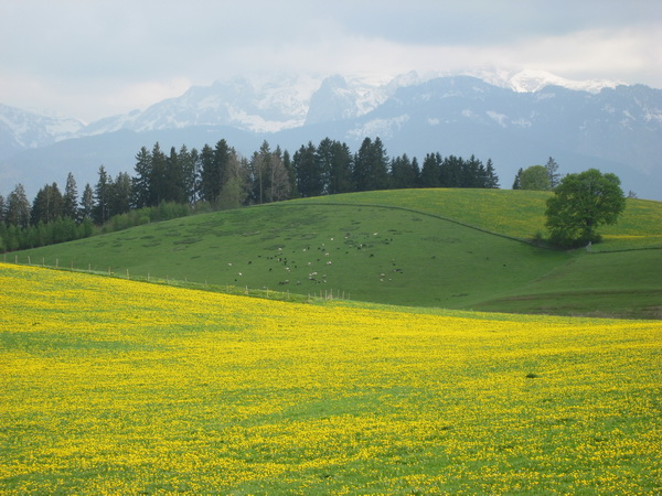 Frhling im Allgu 2009