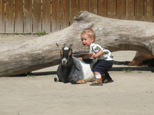 Augsburger-Zoo 30.08.2008