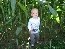 Nik im Maisfeld 31.08.2009